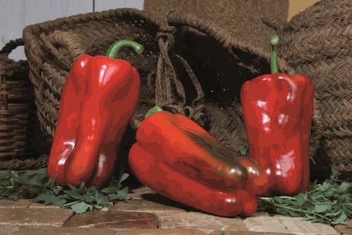 Sladká červená paprika