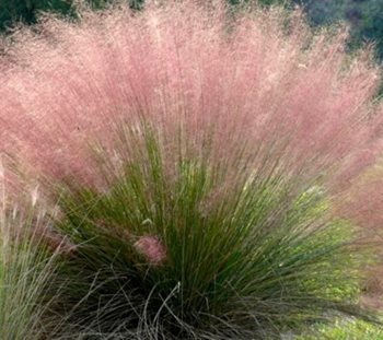 PINK CLOUD