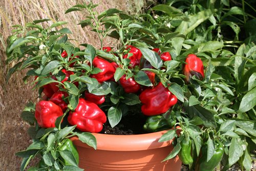 Sladká balkonová paprika