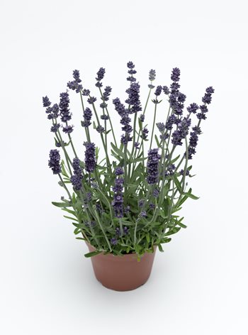 AROMATICO