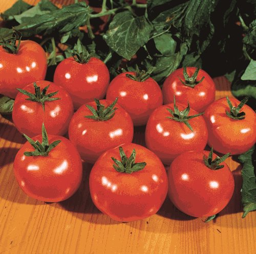 Kulaté rajče